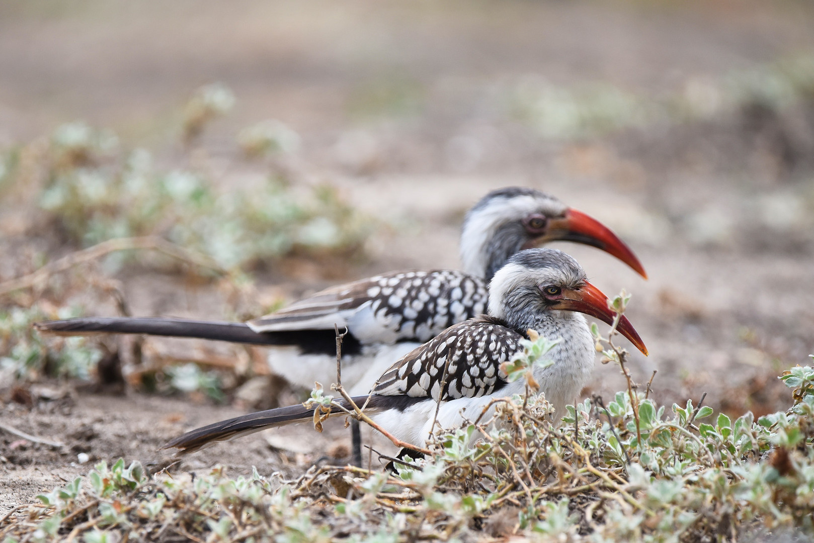 Red Billed Hornbills