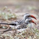 Red Billed Hornbills