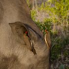 Red billed Oxpecker