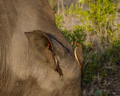 Red billed Oxpecker