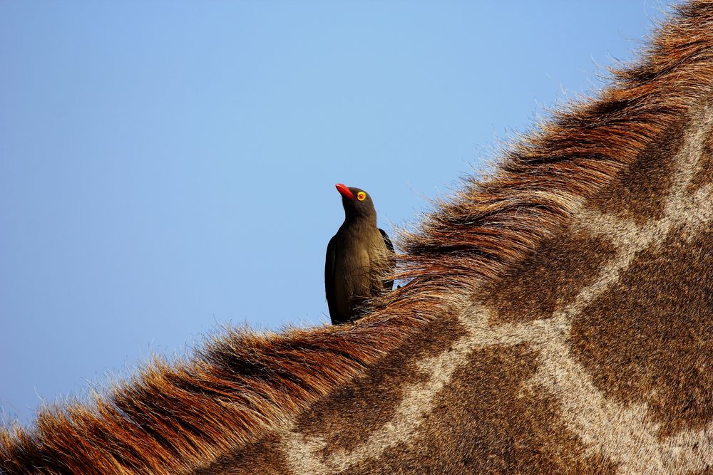 ~red-billed oxpecker~