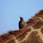 ~red-billed oxpecker~