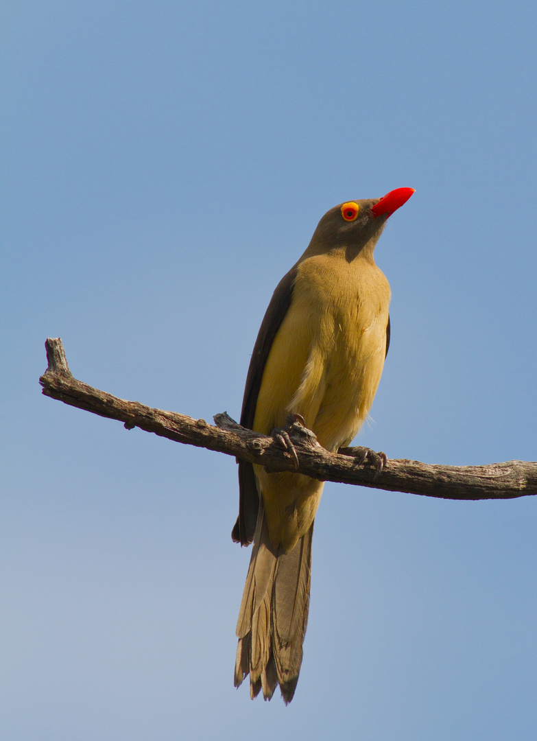 Red-billed Oxpecker....