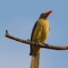 Red-billed Oxpecker....