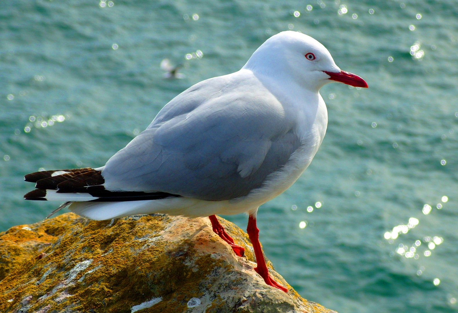 Red-billed Seagull, NZ