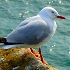 Red-billed Seagull, NZ