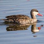 Red Billed Teal