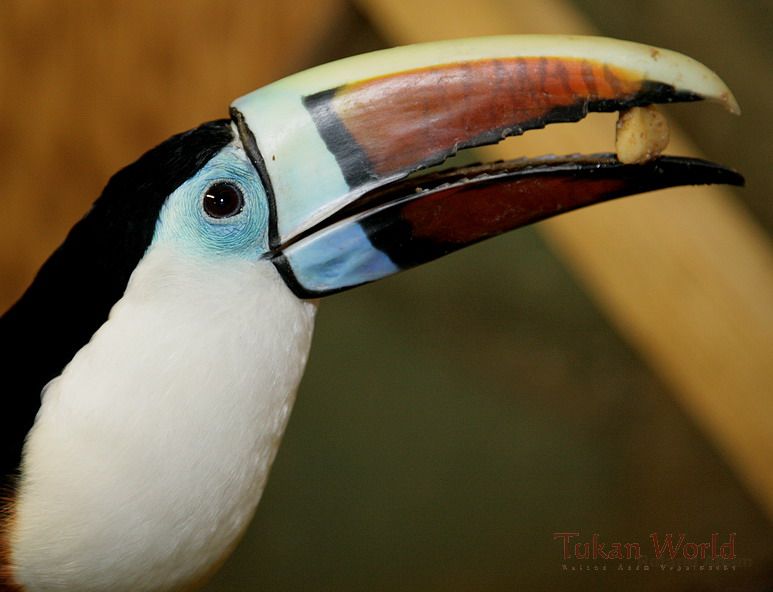 Red-billed Tucan