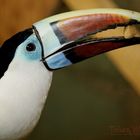 Red-billed Tucan