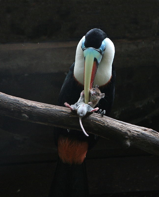 Red-billed Tucans are not only fruiteaters