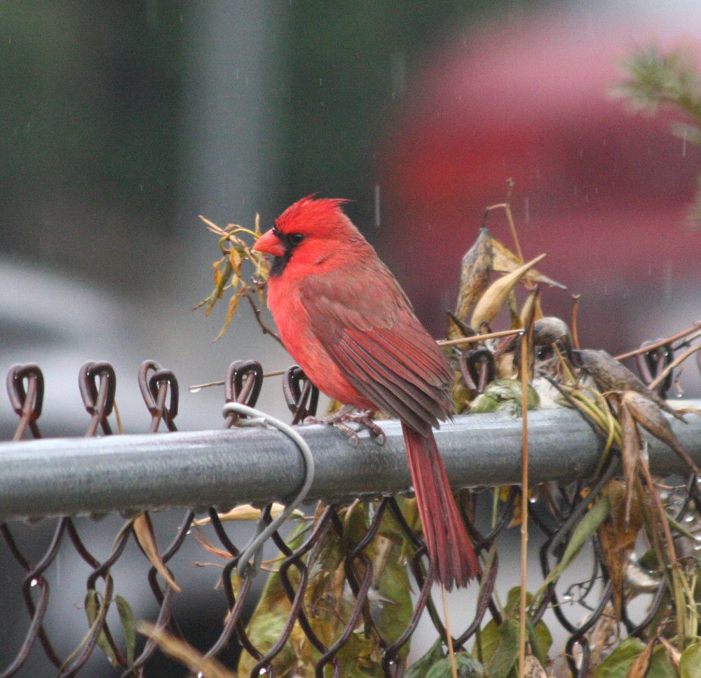 Red Bird