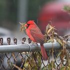 Red Bird