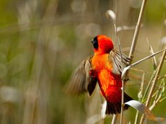 Red Bishop (1)