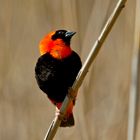 Red Bishop (2)