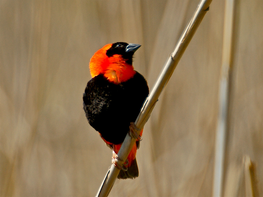 Red Bishop (2)