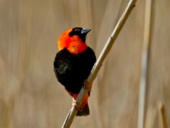 Red Bishop (2)