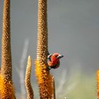 Red Bishop (?)