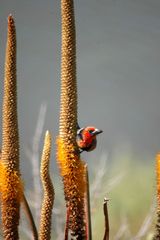 Red Bishop (?)