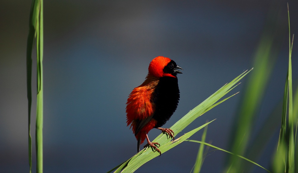 red bishop