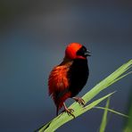 red bishop