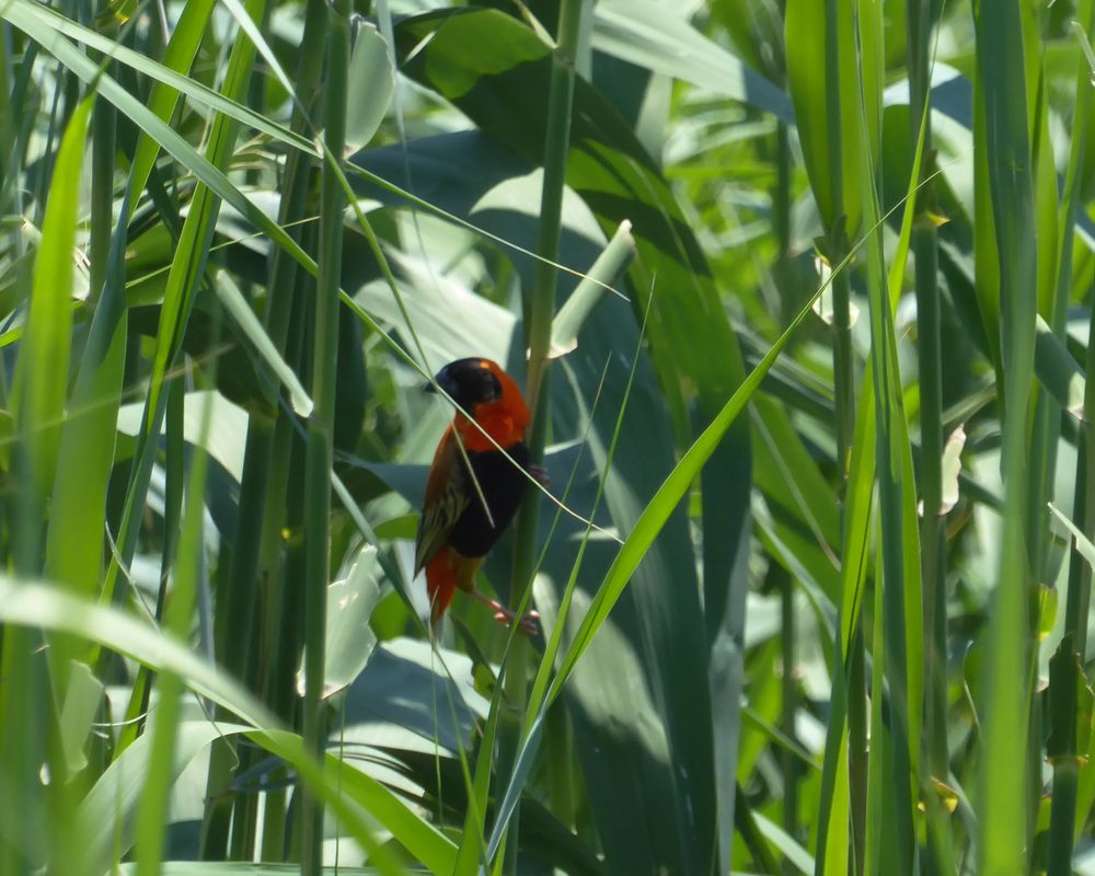 Red Bishop