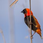 Red bishop