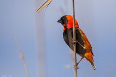 Red bishop