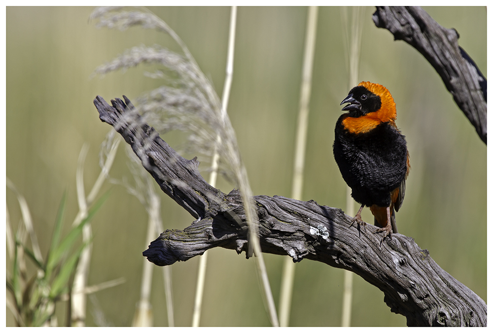 Red Bishop (Euplectes orix)...