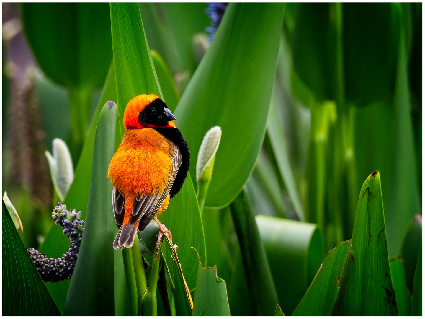 Red Bishop  oder auch Oryxweber