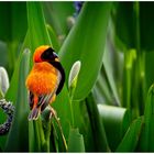 Red Bishop  oder auch Oryxweber