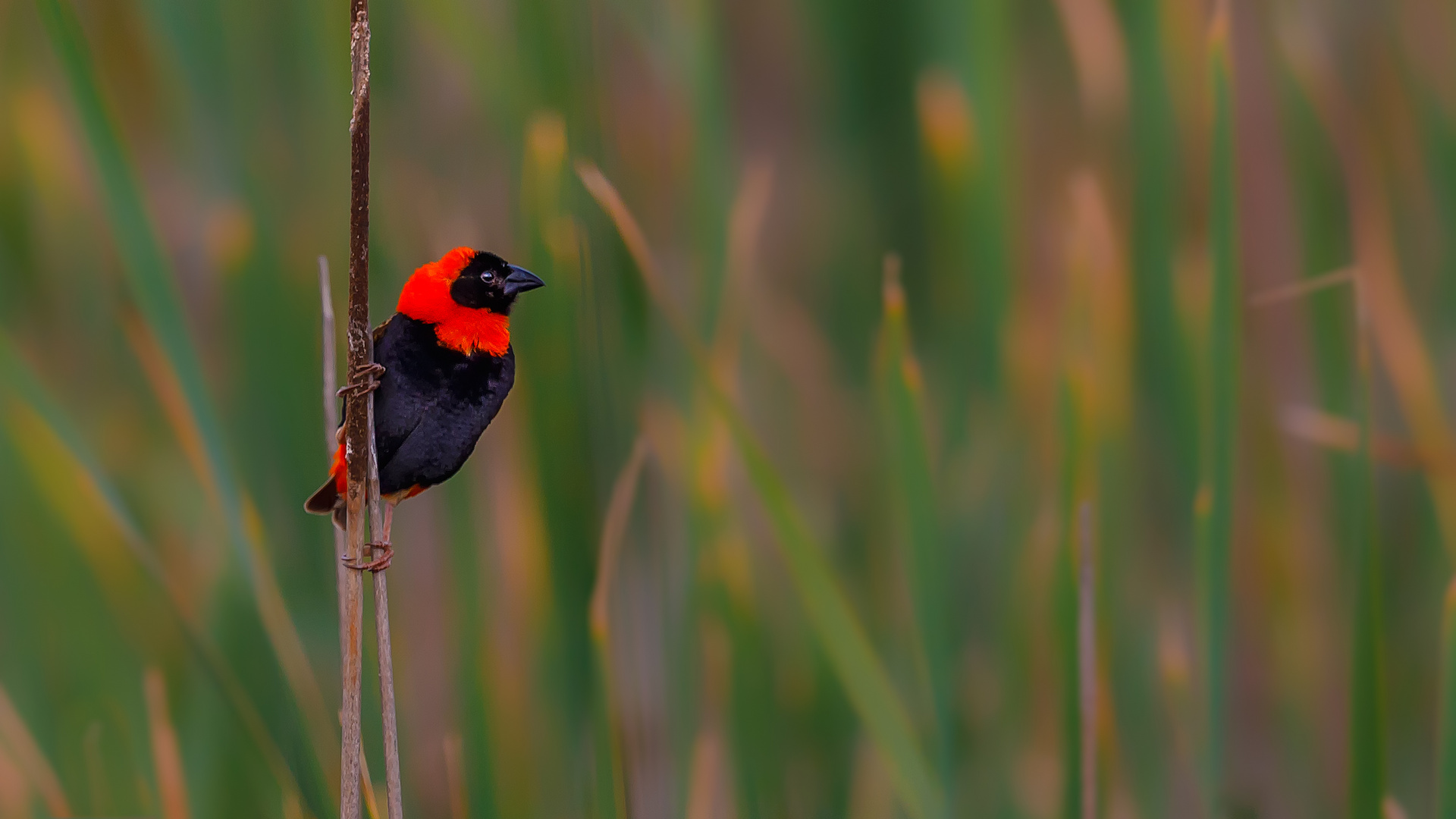 Red Bishop (Südafrika)