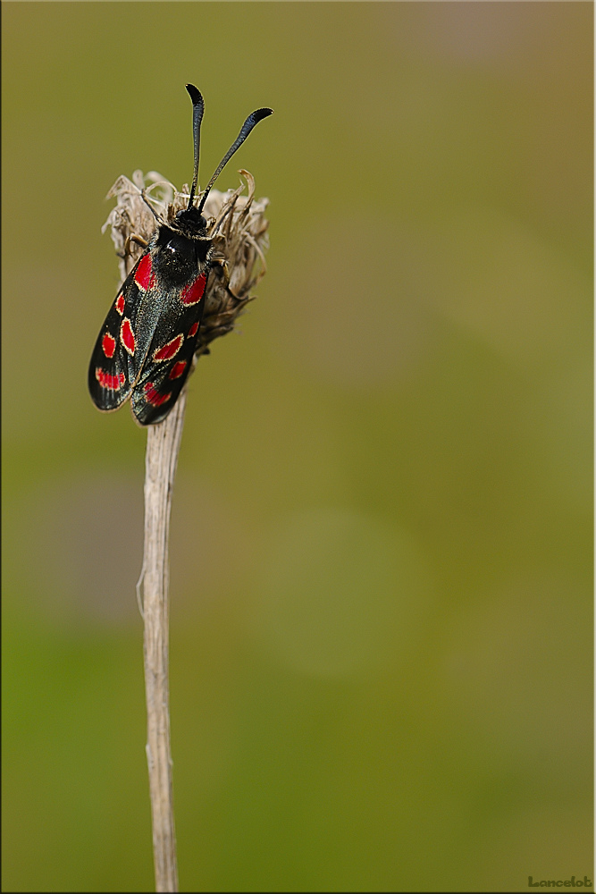 Red black