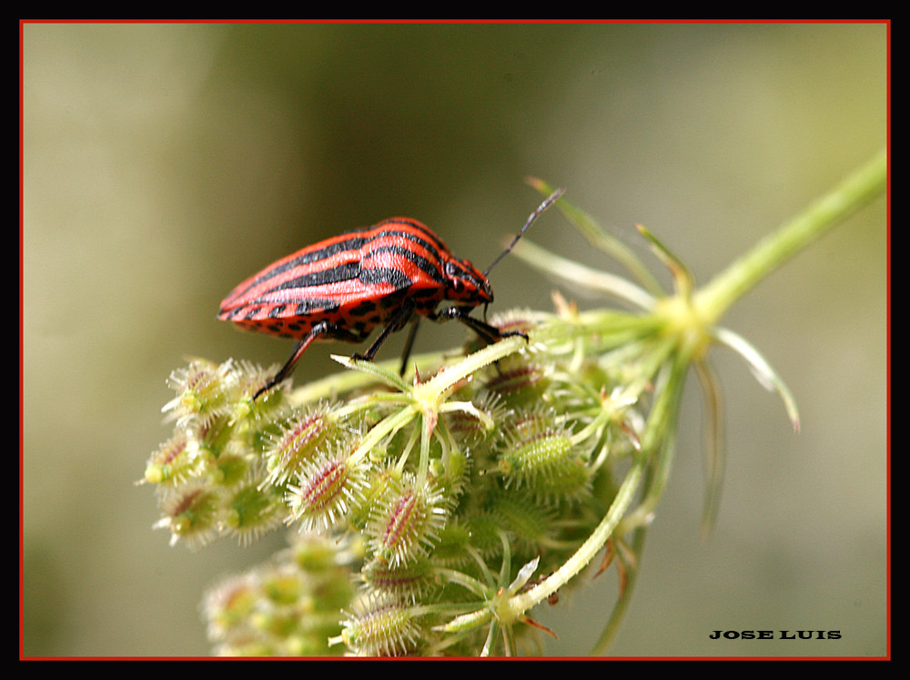 RED BLACK