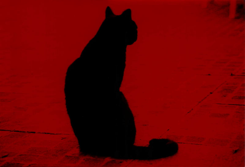 red black cat