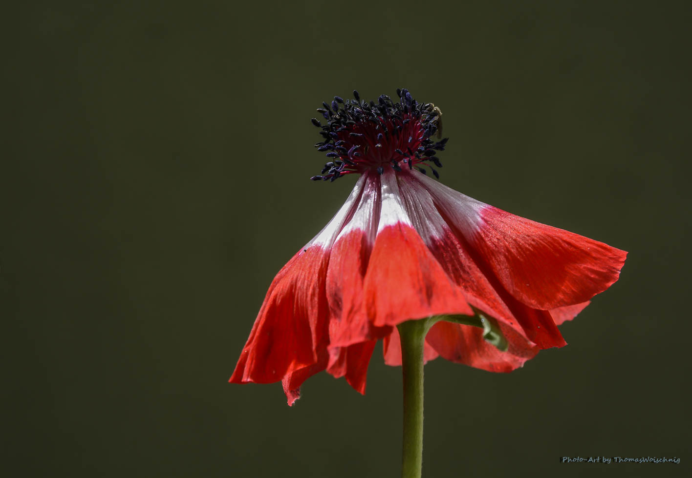 Red Bloom Anemone