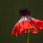 Red Bloom Anemone