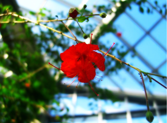 Red Blossom