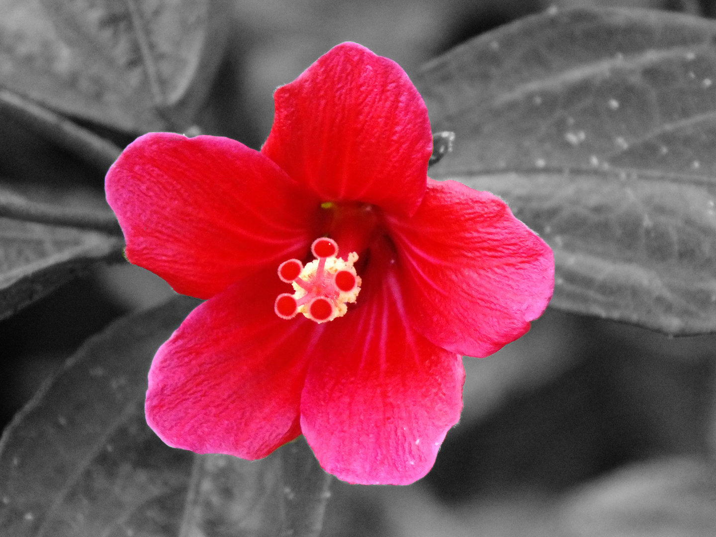 Red blossom