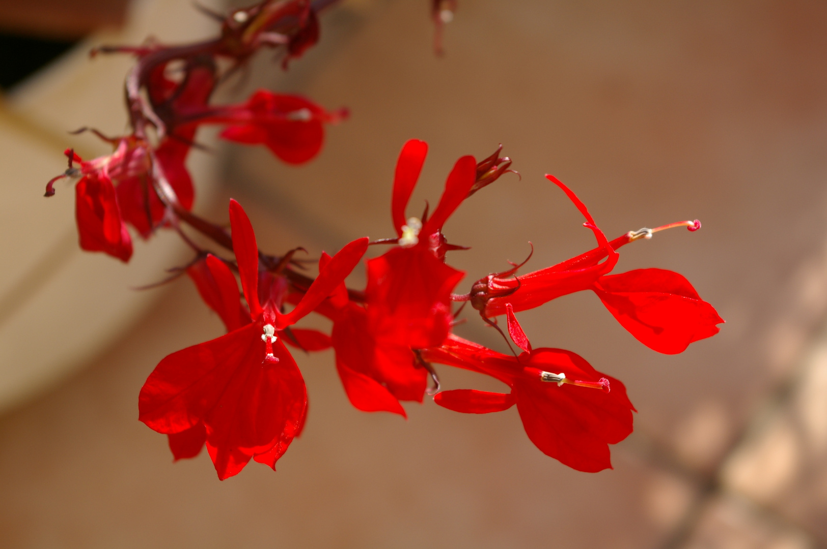 Red blossom