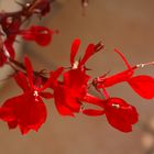 Red blossom