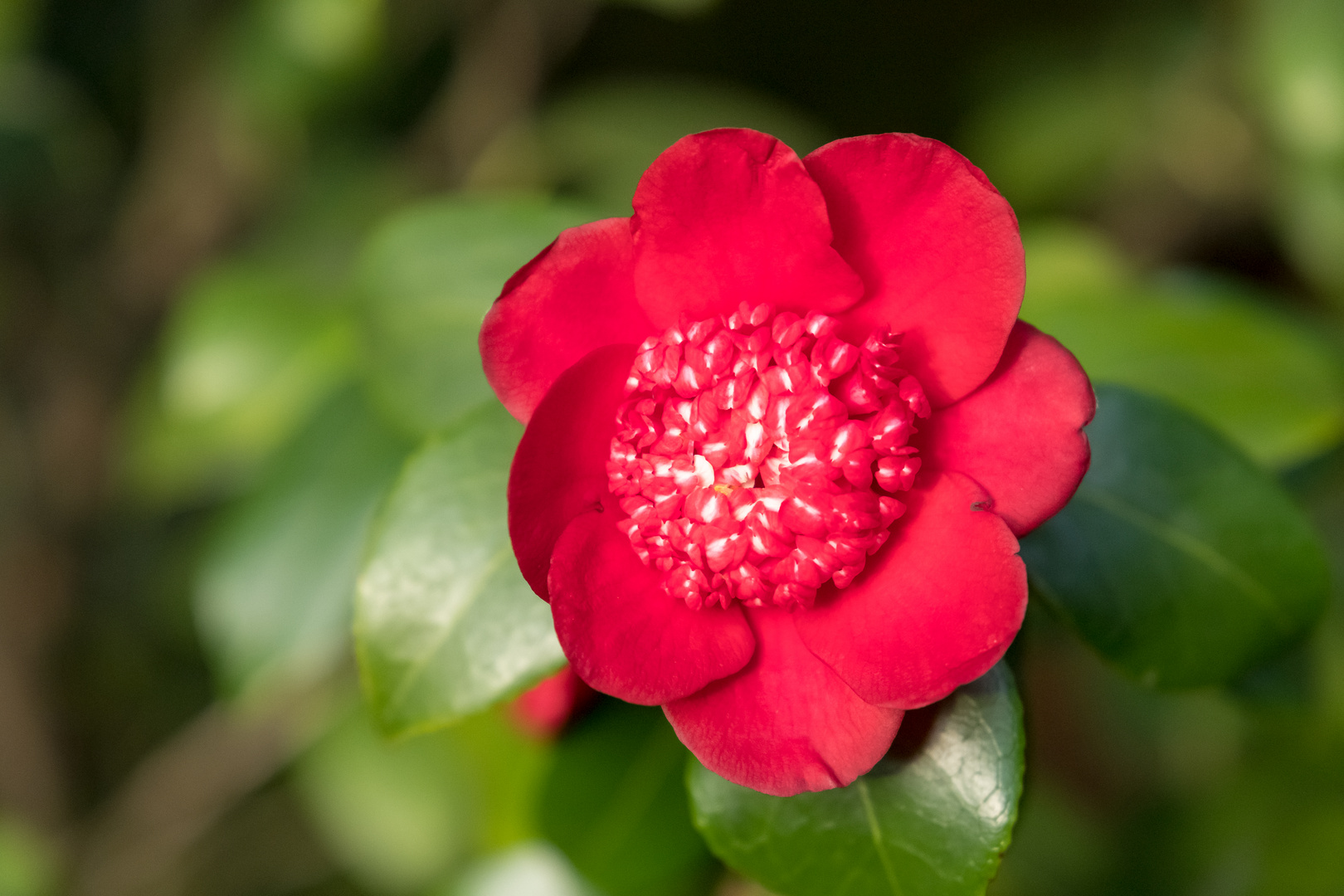 red blossom