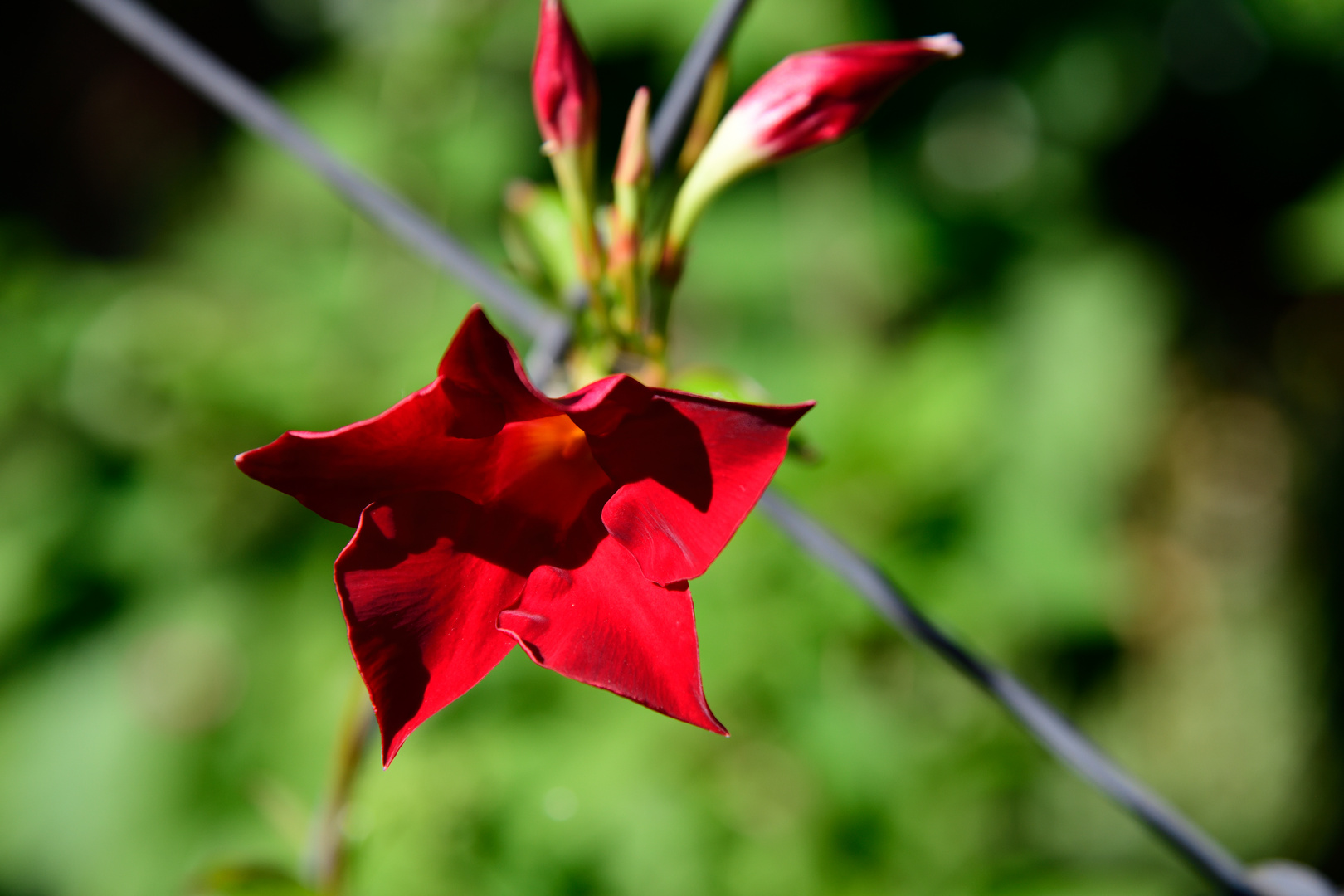 Red blossom