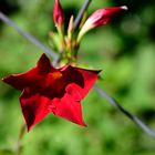 Red blossom