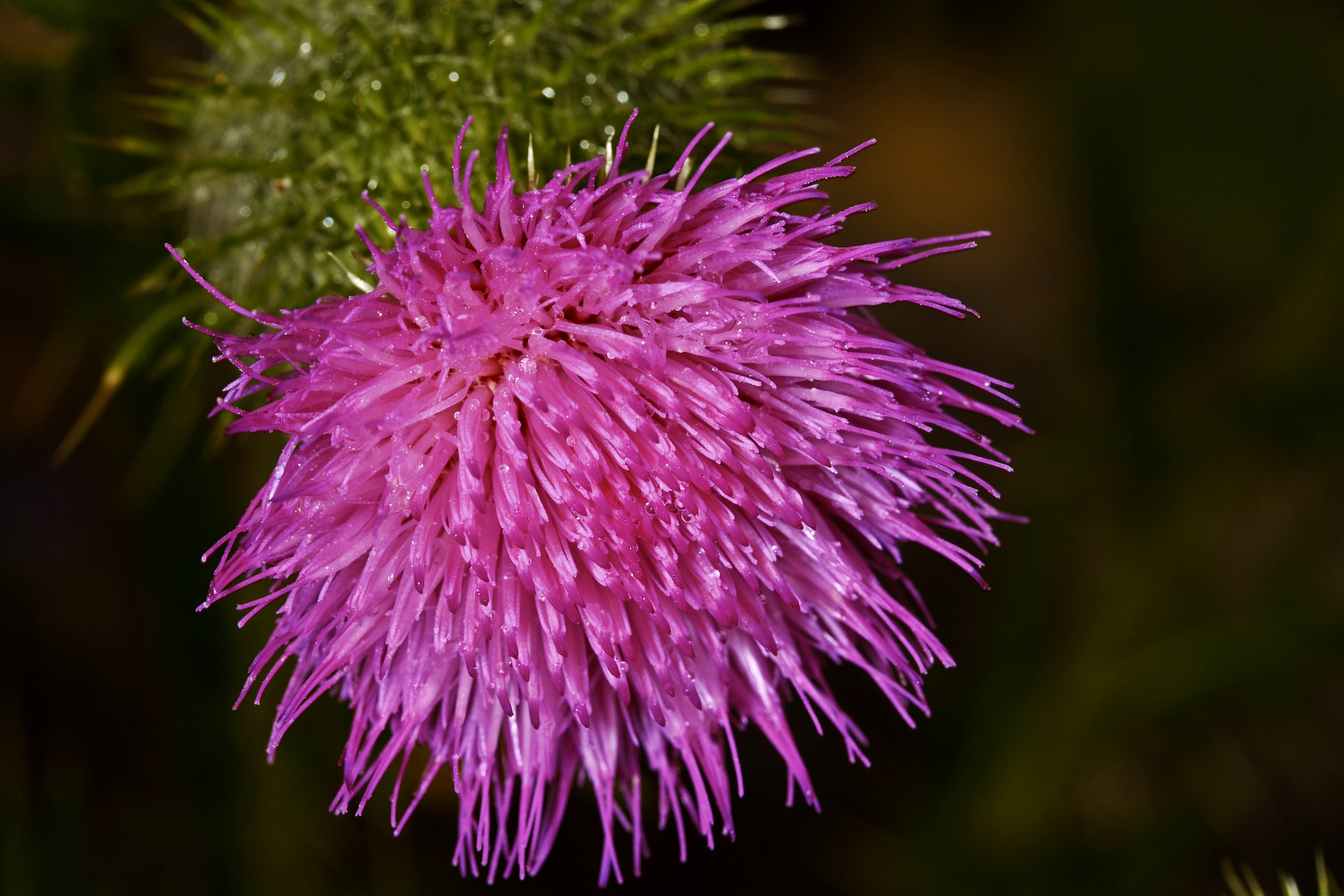 Red blossom, to be thick as a freak.!!