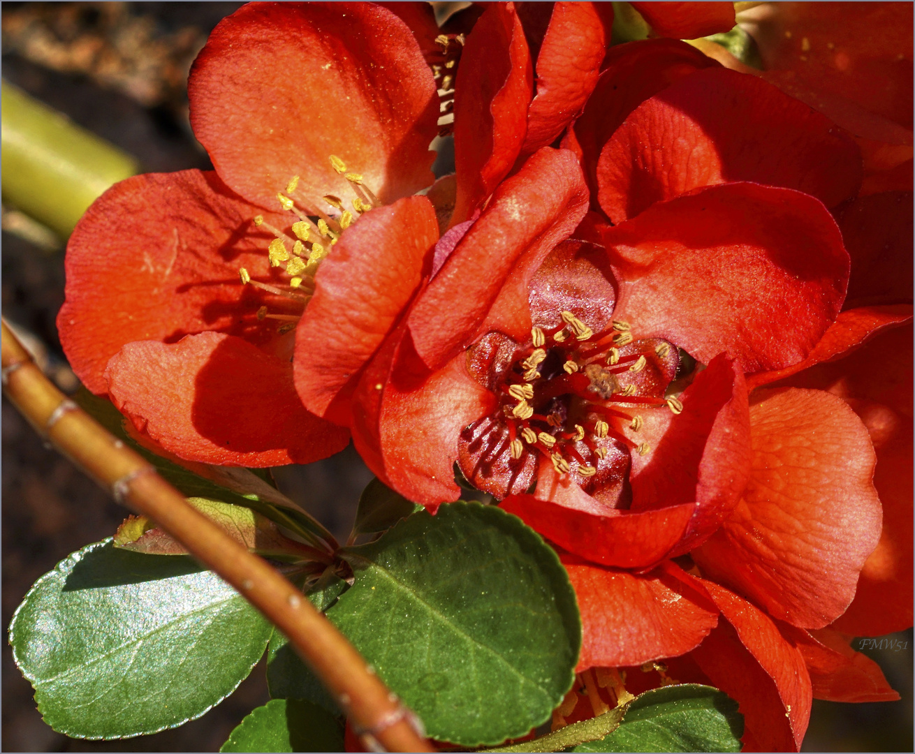 Red Blossoms