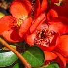 Red Blossoms