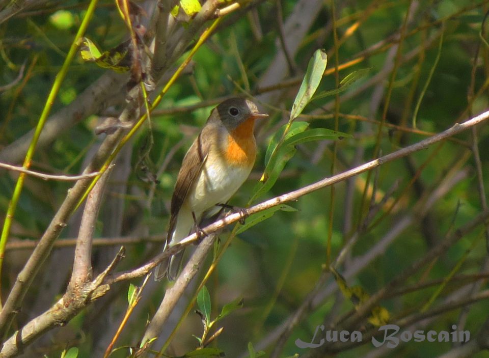 Red-breasted Flycatcher