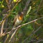 Red-breasted Flycatcher