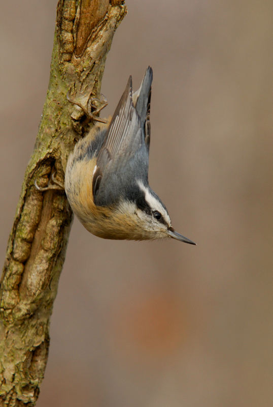 Red-breasted Nuthatch (Kanadakleiber)