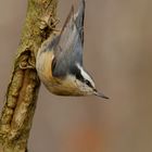 Red-breasted Nuthatch (Kanadakleiber)